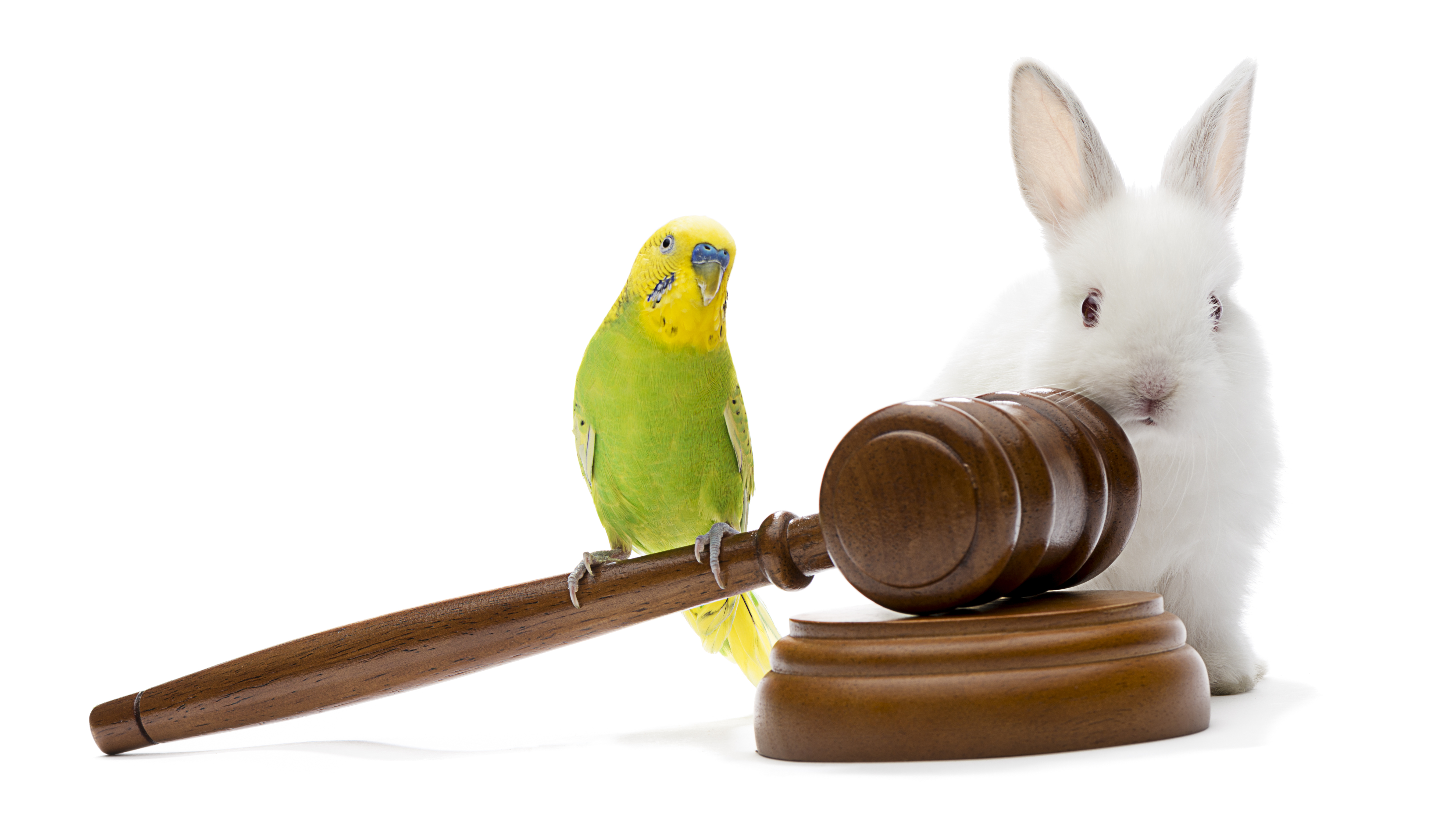 Animal law