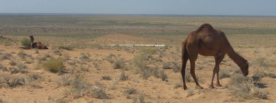 Dromedary Dromedary